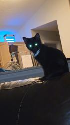 Lost Male Cat last seen Near Daingerfield Drive, Raleigh, NC 27616