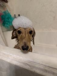 Reunited Male Dog last seen Kingspoint & Seaford near almeda mall, Houston, TX 77075