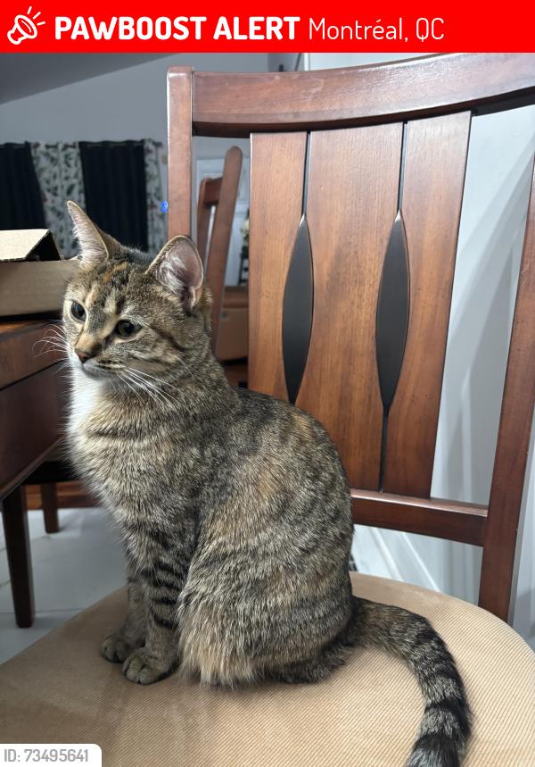 Lost Female Cat last seen 38e avenue, Montréal, QC 