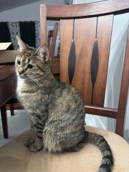 Lost Female Cat last seen 38e avenue, Montréal, QC 