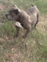 Reunited Male Dog last seen Gragg Ranch, Guthrie, OK 73044