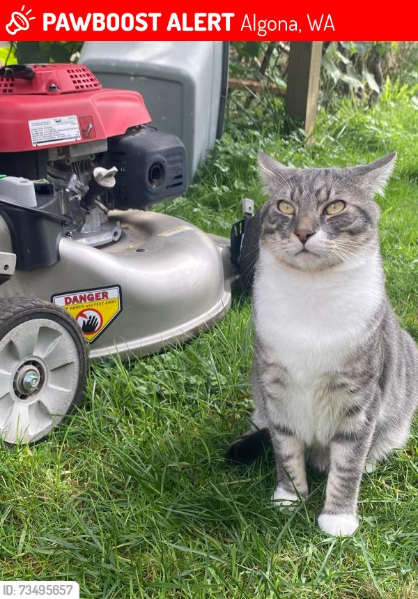 Lost Male Cat last seen Near Celery Ave algona washington, Algona, WA 98001