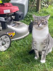 Lost Male Cat last seen Near Celery Ave algona washington, Algona, WA 98001