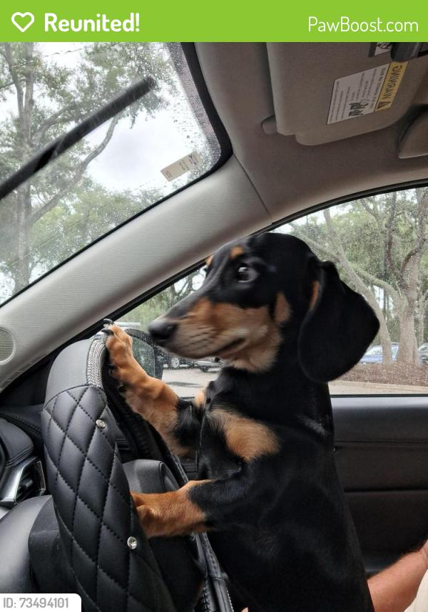 Reunited Male Dog last seen Eunice San Pablo, Jacksonville, FL 32250