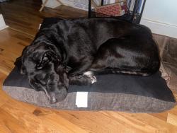 Reunited Male Dog last seen Edgewood and whittle springs road, Knoxville, TN 37917