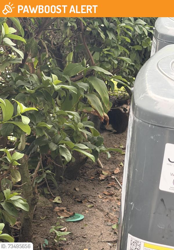 Found/Stray Unknown Cat last seen Fenton Place by back patio, Altamonte Springs, FL 32701