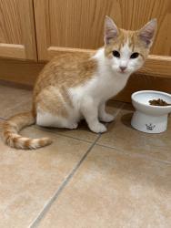 Found/Stray Unknown Cat last seen 9th and State, Chicago, IL 60605