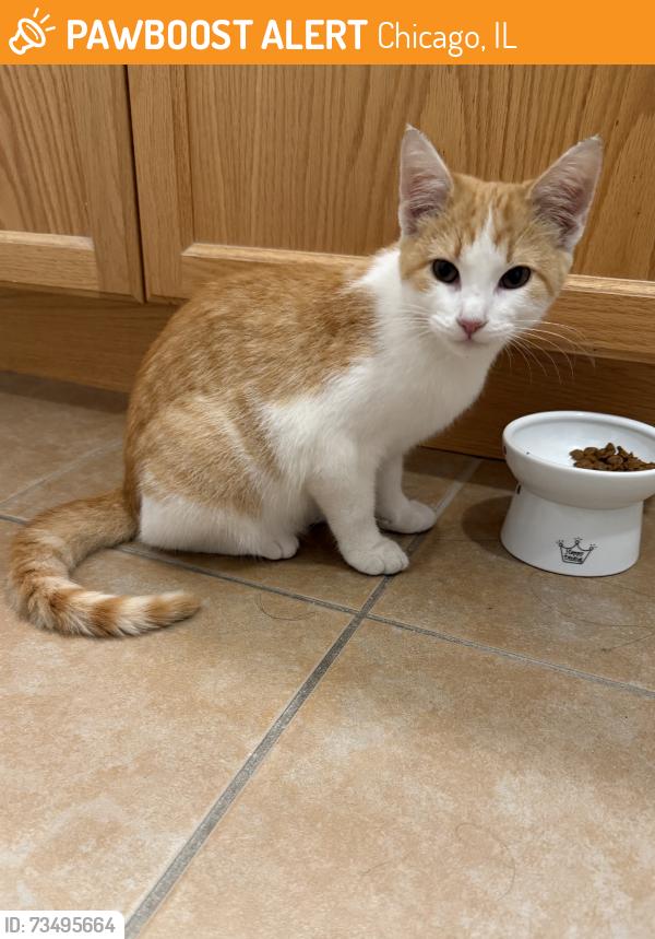 Found/Stray Unknown Cat last seen 9th and State, Chicago, IL 60605
