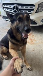 Reunited Male Dog last seen Southeast little rock, Little Rock, AR 72206