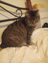 Lost Female Cat last seen Corridor G about a mile past Walmart, Charleston, WV 25309