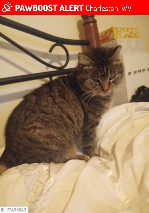 Lost Female Cat last seen Corridor G about a mile past Walmart, Charleston, WV 25309