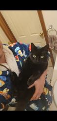 Lost Male Cat last seen Lyndoch Primary School, Lyndoch, SA 5351