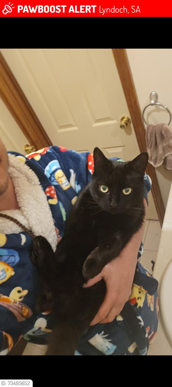 Lost Male Cat last seen Lyndoch Primary School, Lyndoch, SA 5351