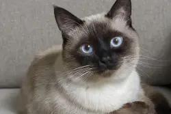 Found/Stray Unknown Cat last seen Across from VFW Park, Hutchinson, MN 55350