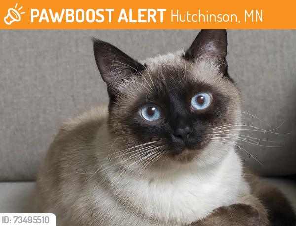 Found/Stray Unknown Cat last seen Across from VFW Park, Hutchinson, MN 55350