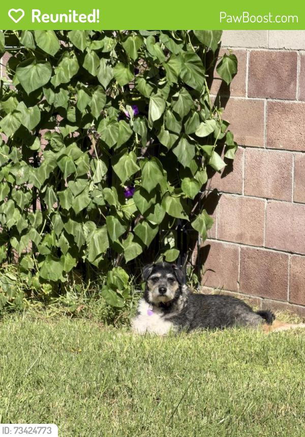 Reunited Female Dog last seen Indian School and Morris, Albuquerque, NM 87112