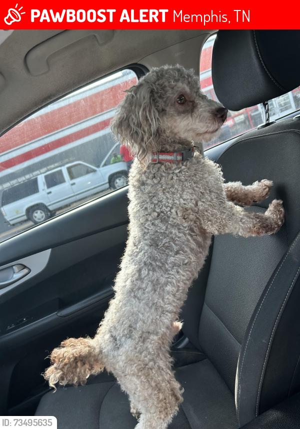 Lost Male Dog last seen Willow by Family Dollar side, Memphis, TN 38111