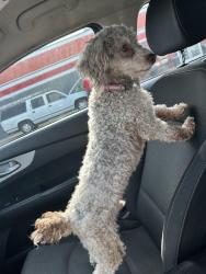 Lost Male Dog last seen Willow by Family Dollar side, Memphis, TN 38111