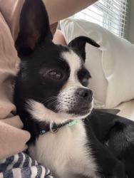 Lost Male Dog last seen Tufts vista, NC, Foxfire, NC 27281