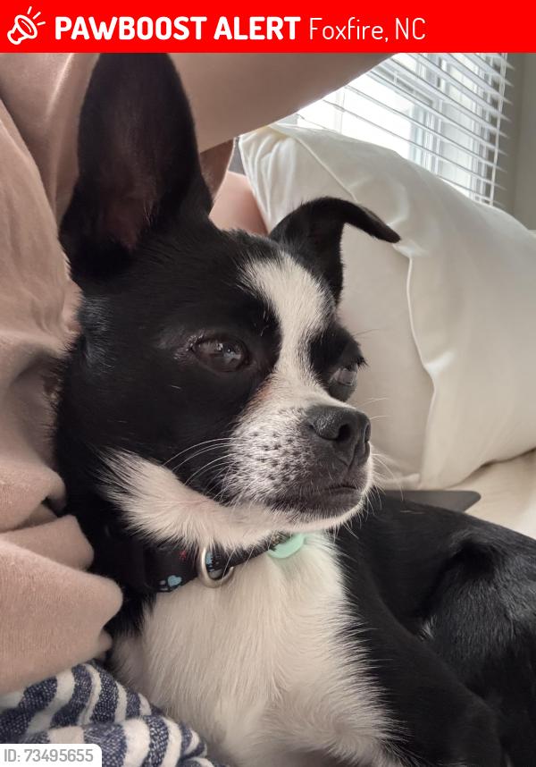 Lost Male Dog last seen Tufts vista, NC, Foxfire, NC 27281