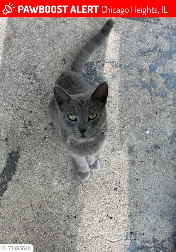 Lost Female Cat last seen Jones Center, Chicago Heights, IL 60411
