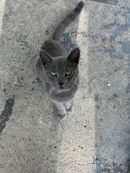 Lost Female Cat last seen Jones Center, Chicago Heights, IL 60411