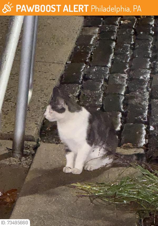 Found/Stray Unknown Cat last seen 16th and Callowhill, Philadelphia, PA 19130