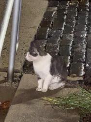 Found/Stray Unknown Cat last seen 16th and Callowhill, Philadelphia, PA 19130
