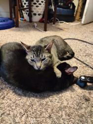 Lost Female Cat last seen Pines/Mansfield, Spokane Valley, WA 99216