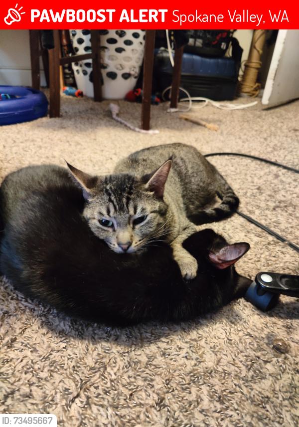 Lost Female Cat last seen Pines/Mansfield, Spokane Valley, WA 99216