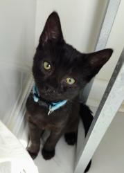 Shelter Stray Female Cat last seen Near Peachtree Place Pkwy, Atlanta, GA 30360, 30360, GA, 3280 Chamblee Dunwoody Rd, Chamblee, GA 30341, USA