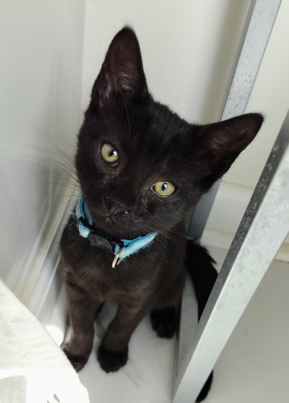 Shelter Stray Female Cat last seen Near Peachtree Place Pkwy, Atlanta, GA 30360, 30360, GA, 3280 Chamblee Dunwoody Rd, Chamblee, GA 30341, USA