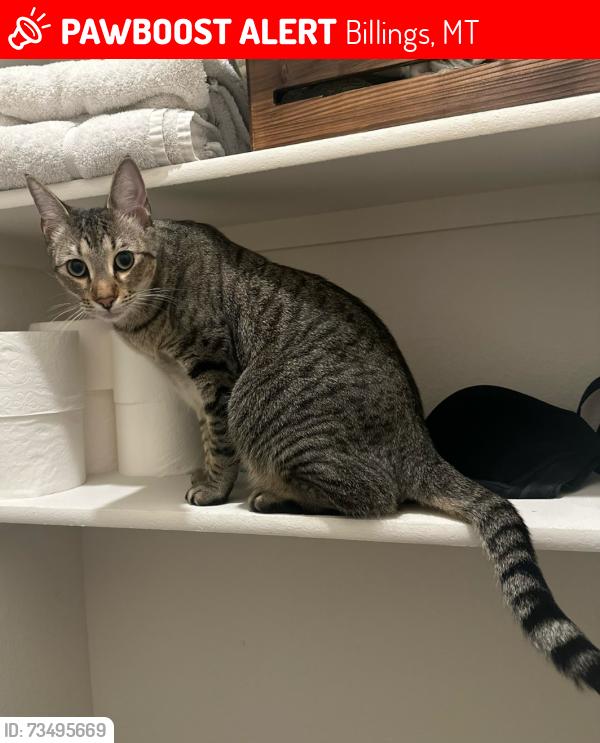 Lost Female Cat last seen Glenhaven and wicks, Billings, MT 59105