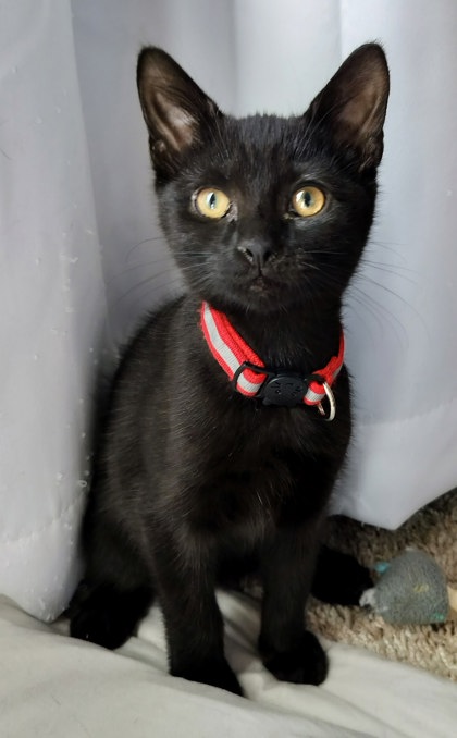 Shelter Stray Female Cat last seen Near Peachtree Place Pkwy, Atlanta, GA 30360, 30360, GA, 3280 Chamblee Dunwoody Rd, Chamblee, GA 30341, USA