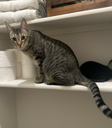 Lost Female Cat last seen Glenhaven and wicks, Billings, MT 59105
