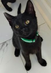 Shelter Stray Male Cat last seen Near Peachtree Place Pkwy, Atlanta, GA 30360, 30360, GA, 3280 Chamblee Dunwoody Rd, Chamblee, GA 30341, USA