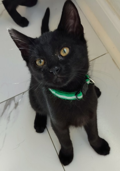 Shelter Stray Male Cat last seen Near Peachtree Place Pkwy, Atlanta, GA 30360, 30360, GA, 3280 Chamblee Dunwoody Rd, Chamblee, GA 30341, USA