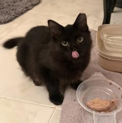 Shelter Stray Male Cat last seen Near Johnson Ferry Road, Atlanta, GA, 30319, 30319, GA, 3280 Chamblee Dunwoody Rd, Chamblee, GA 30341, USA