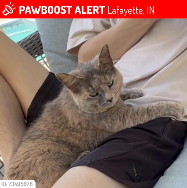 Lost Female Cat last seen Near S and 375 W, Lafayette, IN 47909