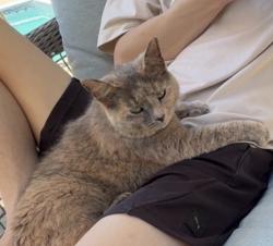 Lost Female Cat last seen Near S and 375 W, Lafayette, IN 47909