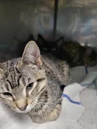Shelter Stray Female Cat last seen Nixon St and W Logan St, Noblesville City, IN, 10501 Hague Rd, Fishers, IN 46038, USA