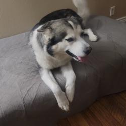 Lost Male Dog last seen Near Magnolia Ave Ste 101- 102, Riverside, CA 92503, Riverside, CA 92503