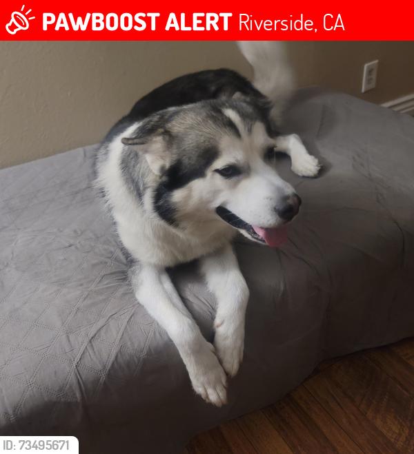 Lost Male Dog last seen Near Magnolia Ave Ste 101- 102, Riverside, CA 92503, Riverside, CA 92503
