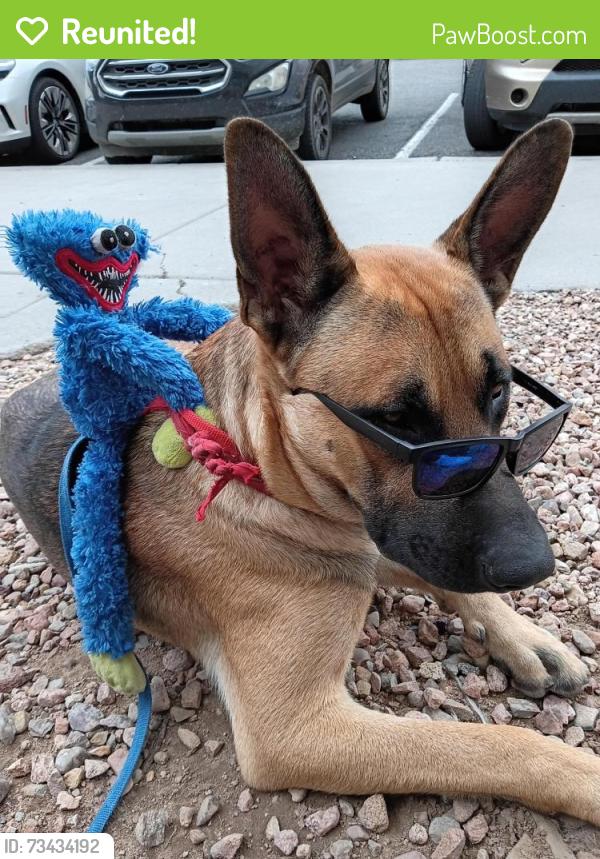 Reunited Male Dog last seen Gibson & Mulberry St SE, Albuquerque, NM 87106