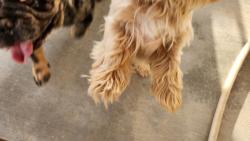 Reunited Unknown Dog last seen Cuyama and Japutul, Apple Valley, CA 92307