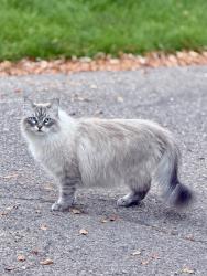 Found/Stray Unknown Cat last seen Warren farm ct, Fort Collins, CO 80526