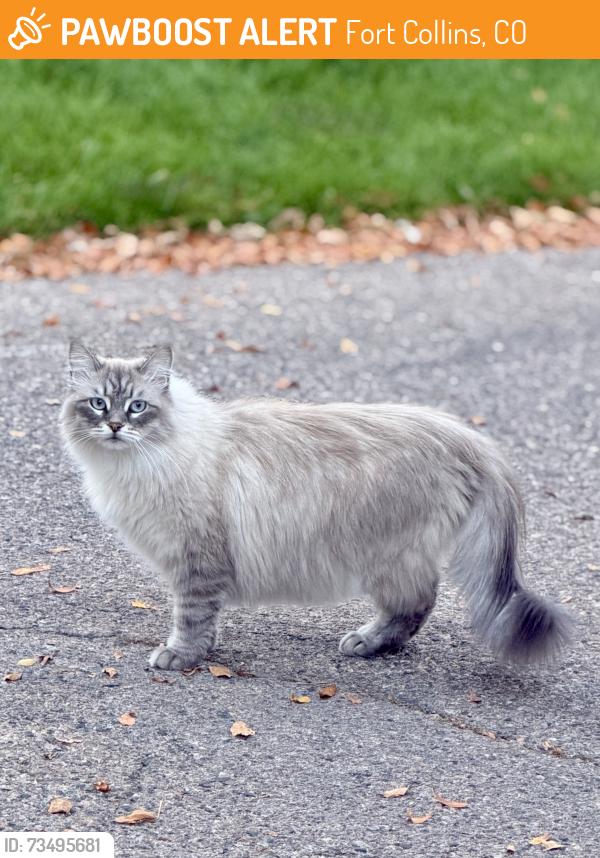 Found/Stray Unknown Cat last seen Warren farm ct, Fort Collins, CO 80526