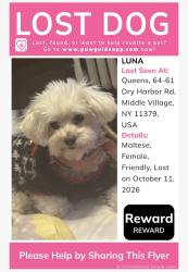 Lost Female Dog last seen Near st and dry harbor, Queens, NY 11379