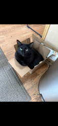 Lost Female Cat last seen Sylvester Ave & Midland Rd., Waterford Township, MI 48329