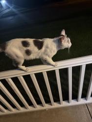 Lost Male Cat last seen Madison Lorain ohio, Lorain, OH 44053